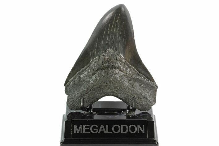 Fossil Megalodon Tooth - South Carolina #128304